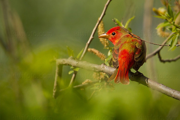 Summer Tanager Photo @ Kiwifoto.com