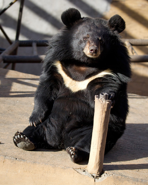Sun Bear Image @ Kiwifoto.com