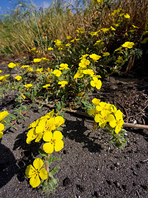 Suncups Photo @ Kiwifoto.com