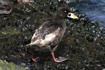 Surf Scoter Picture @ Kiwifoto.com