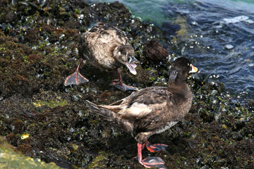 Surf Scoter Picture @ Kiwifoto.com