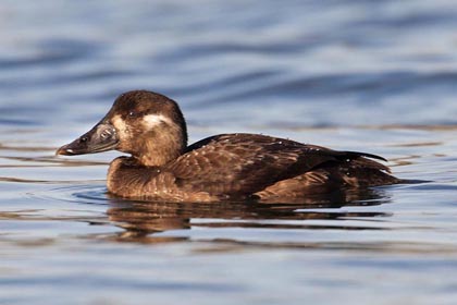 Surf Scoter Image @ Kiwifoto.com