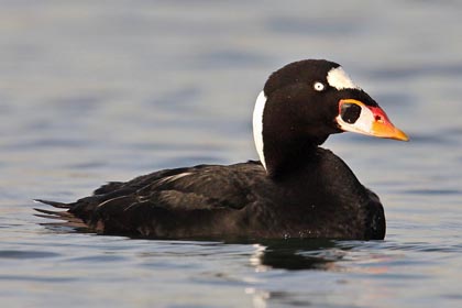 Surf Scoter Image @ Kiwifoto.com