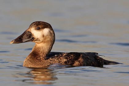 Surf Scoter Image @ Kiwifoto.com