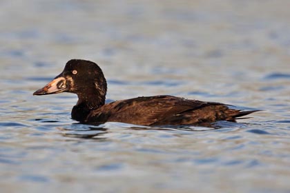 Surf Scoter Photo @ Kiwifoto.com