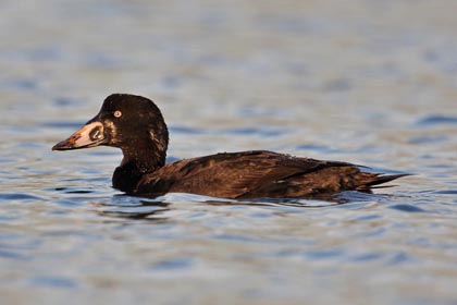 Surf Scoter Picture @ Kiwifoto.com