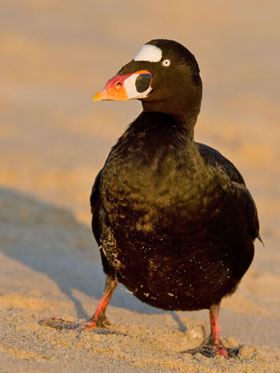 Surf Scoter Photo @ Kiwifoto.com