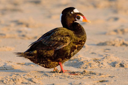 Surf Scoter Image @ Kiwifoto.com