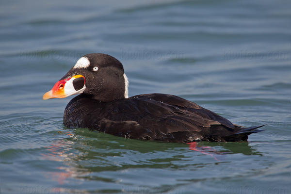 Surf Scoter Picture @ Kiwifoto.com