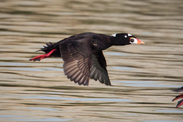 Surf Scoter Image @ Kiwifoto.com