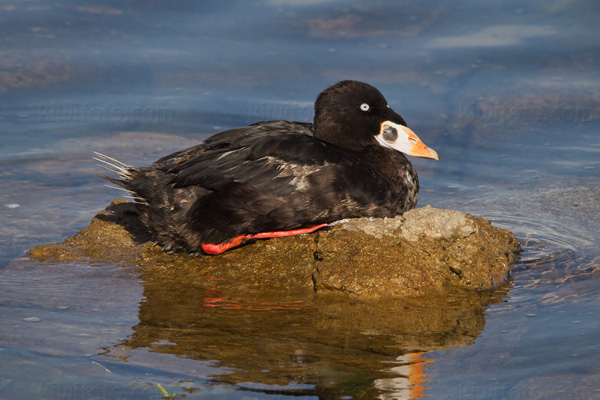 Surf Scoter Photo @ Kiwifoto.com