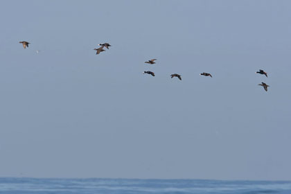 Surf Scoter Picture @ Kiwifoto.com