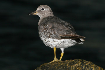 Surfbird Picture @ Kiwifoto.com