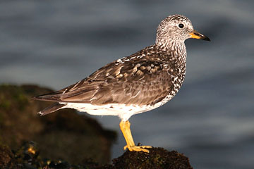 Surfbird Photo @ Kiwifoto.com