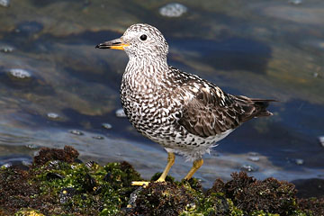 Surfbird Photo @ Kiwifoto.com