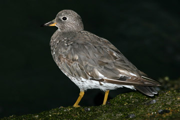 Surfbird Picture @ Kiwifoto.com