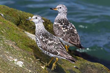 Surfbird Image @ Kiwifoto.com