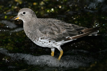 Surfbird Picture @ Kiwifoto.com