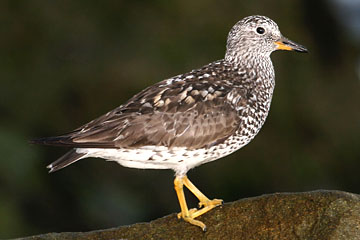 Surfbird Picture @ Kiwifoto.com