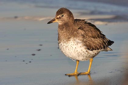 Surfbird Image @ Kiwifoto.com