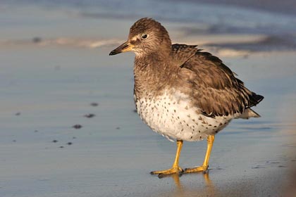 Surfbird Photo @ Kiwifoto.com