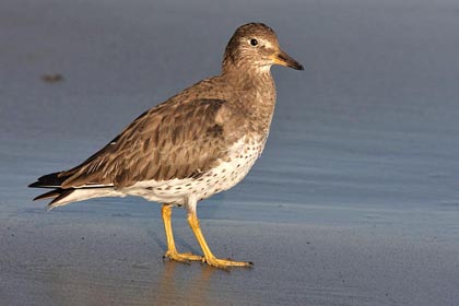 Surfbird Picture @ Kiwifoto.com