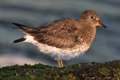 Surfbird Image @ Kiwifoto.com