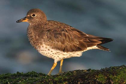 Surfbird Image @ Kiwifoto.com