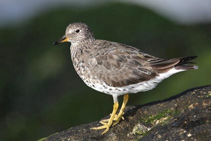 Surfbird Image @ Kiwifoto.com