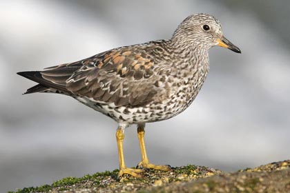 Surfbird Image @ Kiwifoto.com