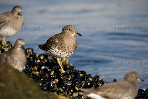 Surfbird Picture @ Kiwifoto.com
