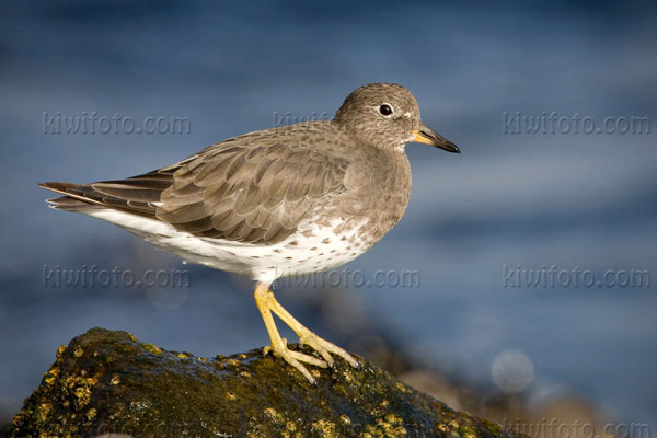 Surfbird Photo @ Kiwifoto.com