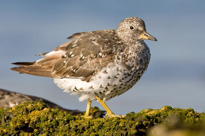 Surfbird