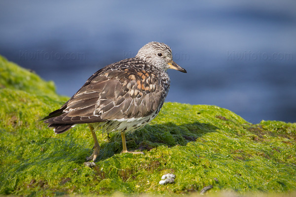 Surfbird Photo @ Kiwifoto.com