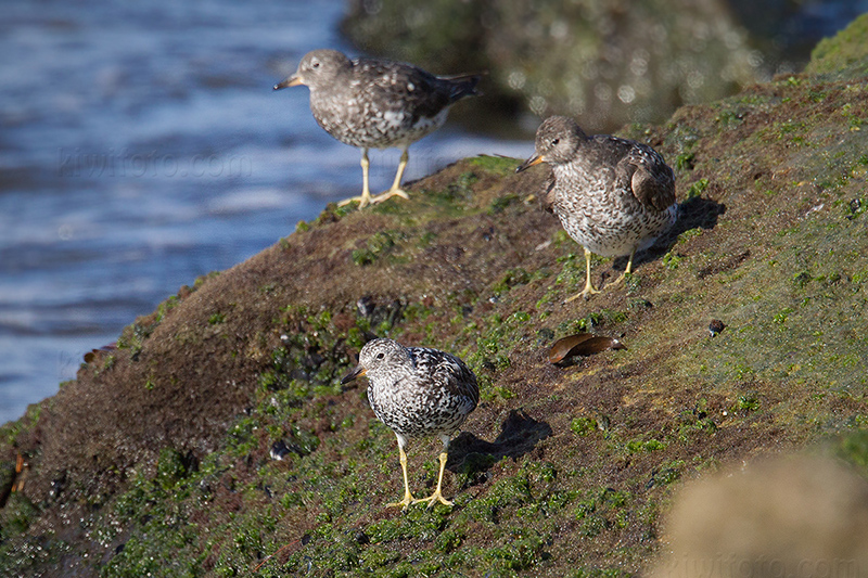 Surfbird Image @ Kiwifoto.com