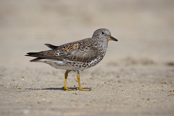 Surfbird