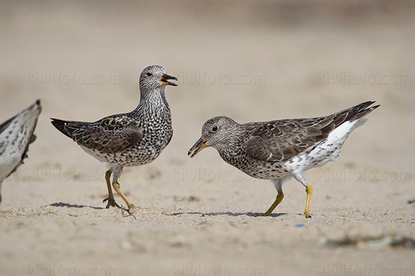 Surfbird Picture @ Kiwifoto.com