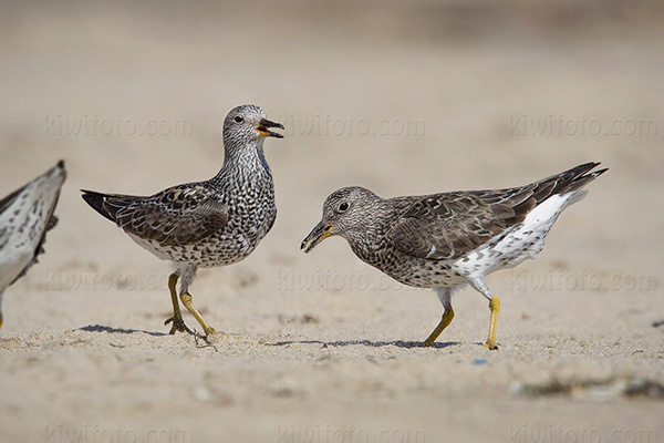 Surfbird Photo @ Kiwifoto.com