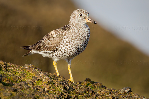 Surfbird Picture @ Kiwifoto.com