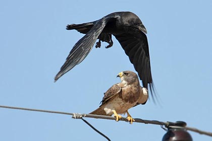 Swainson's Hawk Image @ Kiwifoto.com