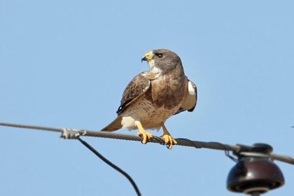 Swainson's Hawk Image @ Kiwifoto.com