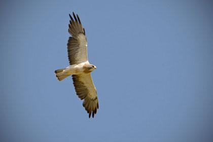 Swainson's Hawk Photo @ Kiwifoto.com