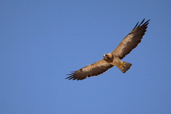 Swainson's Hawk Photo @ Kiwifoto.com