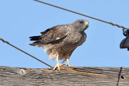 Swainson's Hawk (Dark Morph)