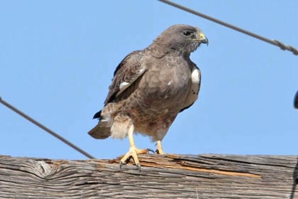 Swainson's Hawk (Dark Morph)