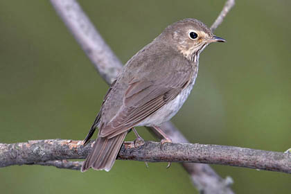 Swainson's Thrush Picture @ Kiwifoto.com