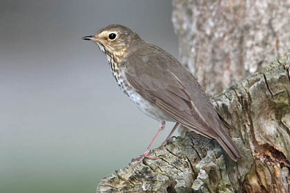 Swainson's Thrush Image @ Kiwifoto.com