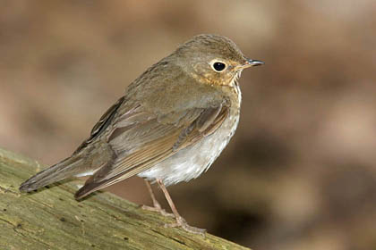 Swainson's Thrush Photo @ Kiwifoto.com
