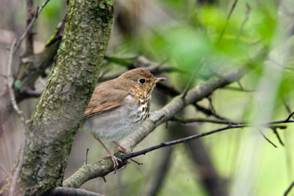 Swainson's Thrush Picture @ Kiwifoto.com