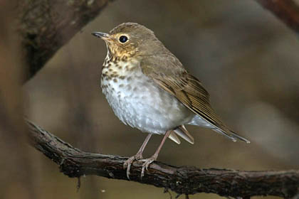 Swainson's Thrush Picture @ Kiwifoto.com